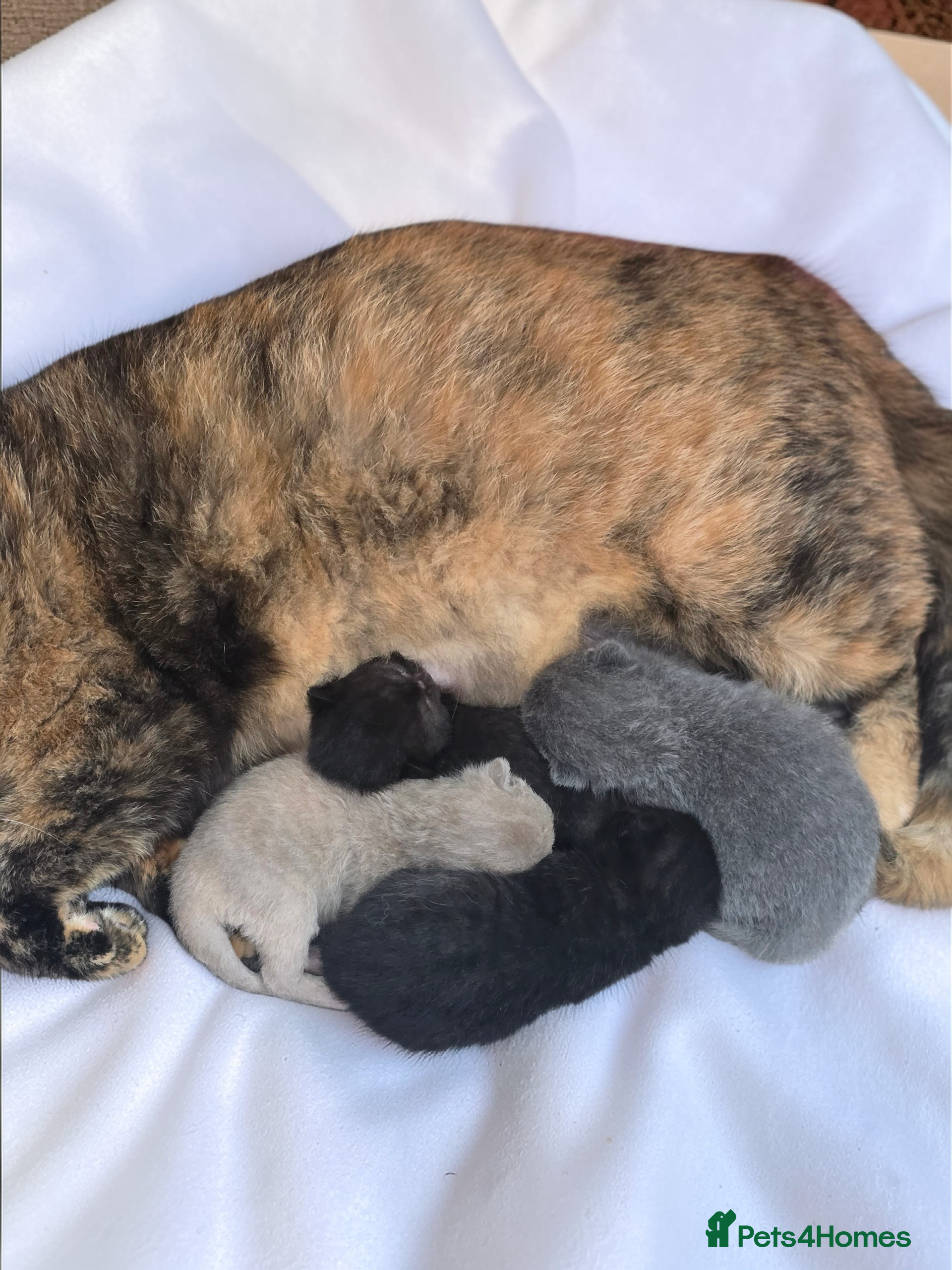 British Shorthair cats Beautiful kittens looking forever home 🏡 😍  - Advert 2