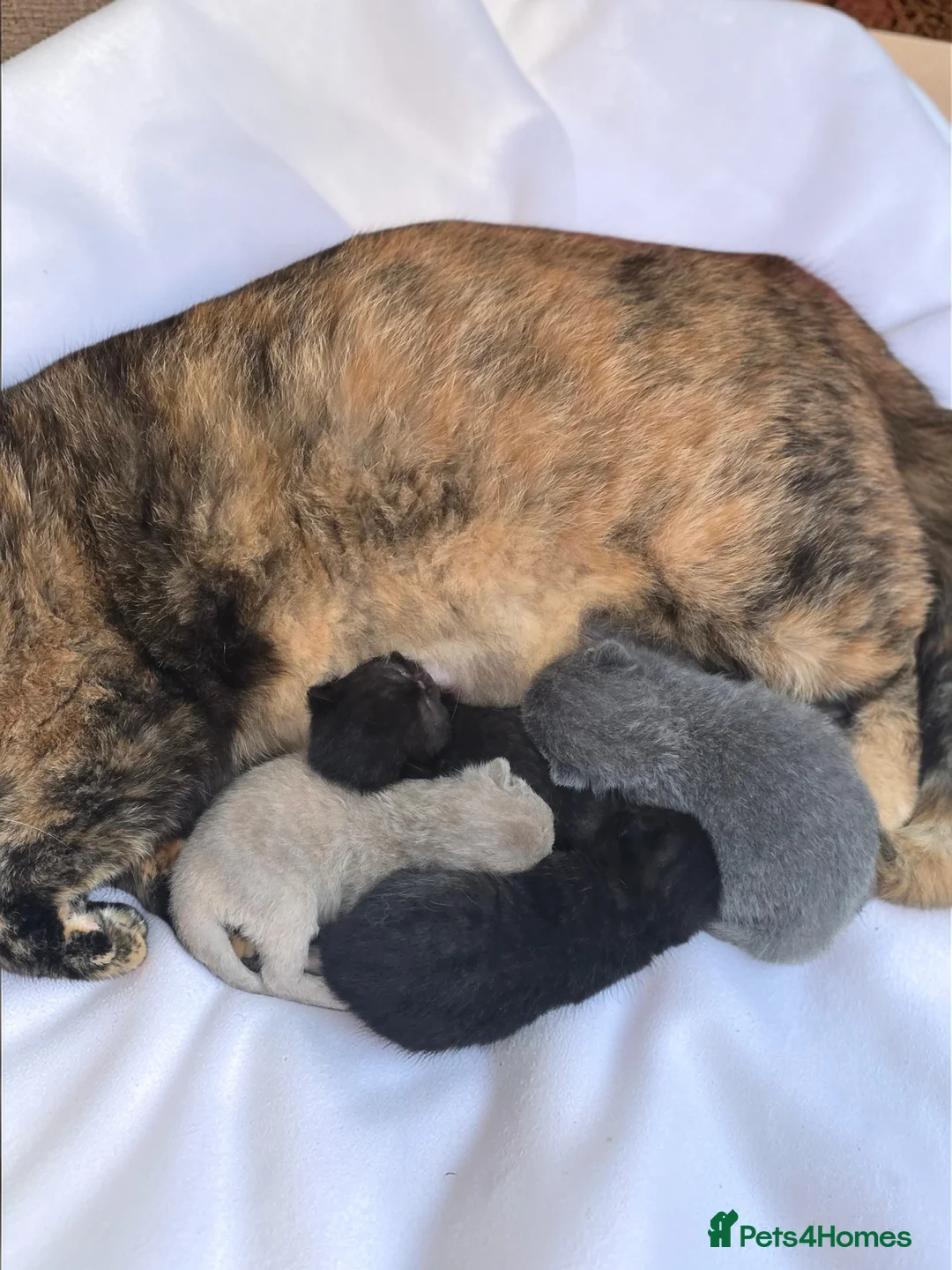 British Shorthair cats for sale: Beautiful kittens looking forever home 🏡 😍  - Advert 6