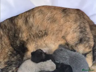 British Shorthair cats Beautiful kittens looking forever home 🏡 😍 - Advert 2