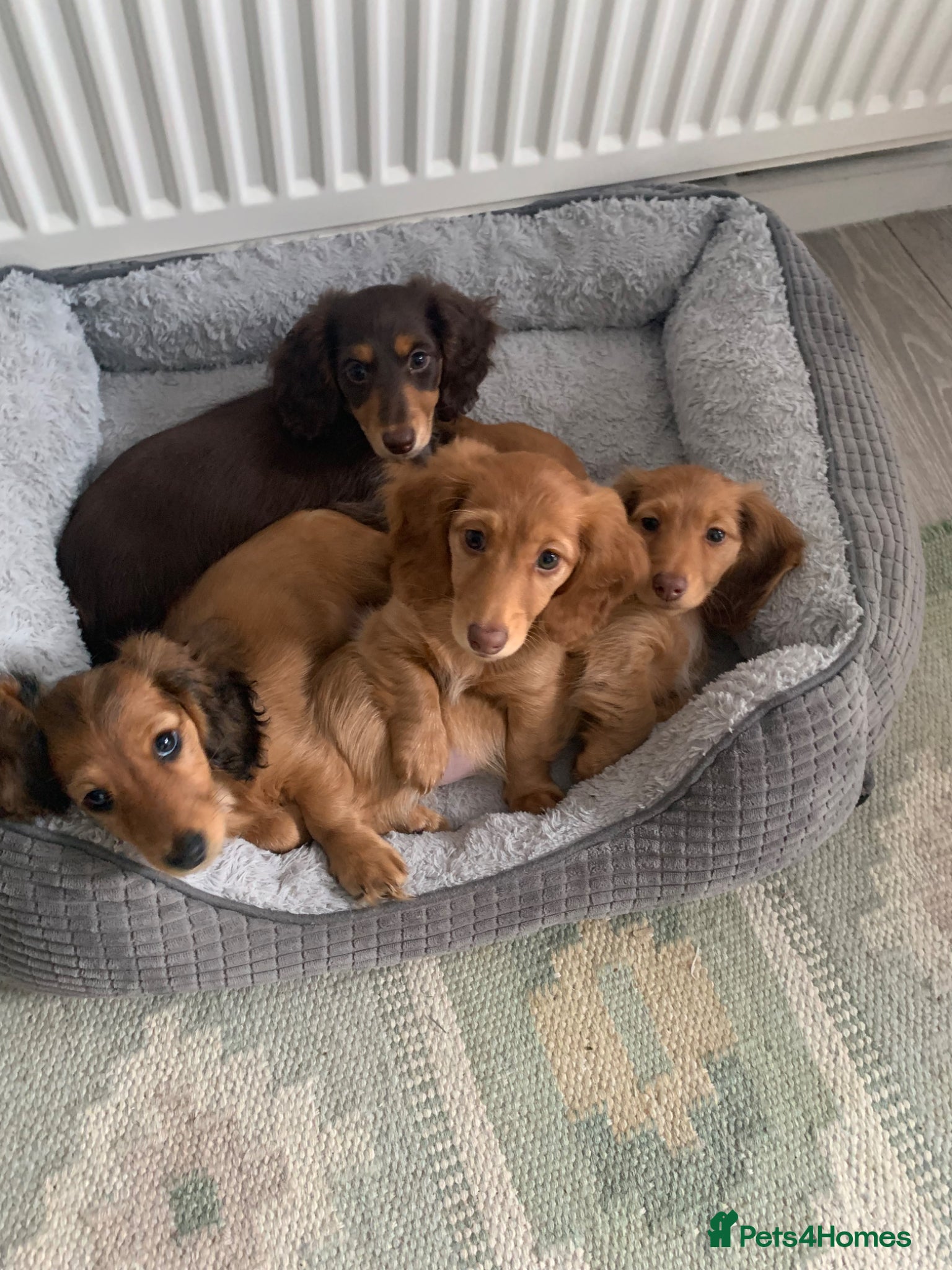 Dachshund dogs for sale: Last 2 Miniature longhaired dachshund Puppies - Advert 8