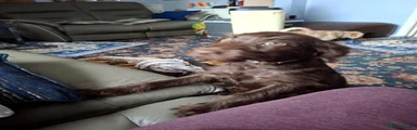 Labradoodle 3 Twix