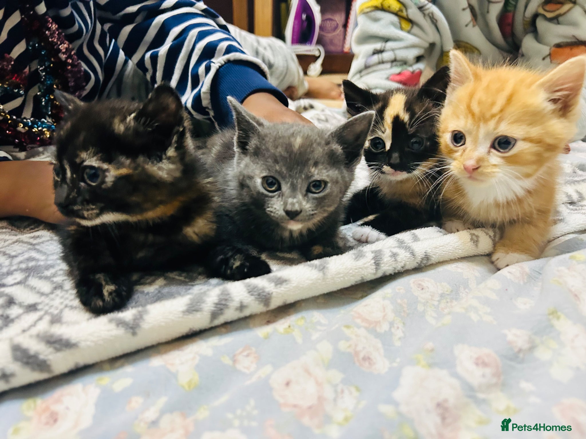 Mixed Breed cats 4 tiny bundles of chaos and cuddles  - Advert 1