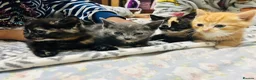 Mixed Breed cats for sale: 4 tiny bundles of chaos and cuddles  - Advert 1