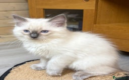 Ragdoll cats for sale: GCCF REGISTERED RAGDOLL KITTENS. 4  BOYS - Image 19