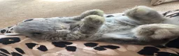 Mini Lop rabbits for sale: Mini lop - Advert 3