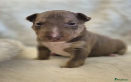 Miniature Bull terrier dogs for sale: 🐾 Exclusive Miniature Bull Terrier Puppies 🐾 - Image 20