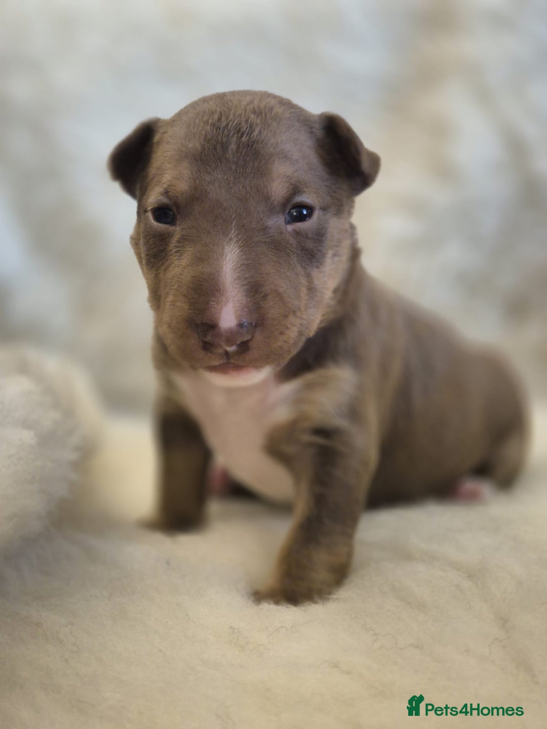 Miniature Bull terrier dogs for sale: 🐾 Exclusive Miniature Bull Terrier Puppies 🐾 - Image 20