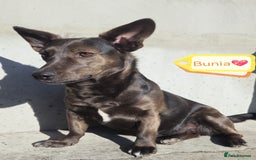 Mixed Breed dogs for adoption: 💖🐶 BUNIA 🐶💖 - Image 2