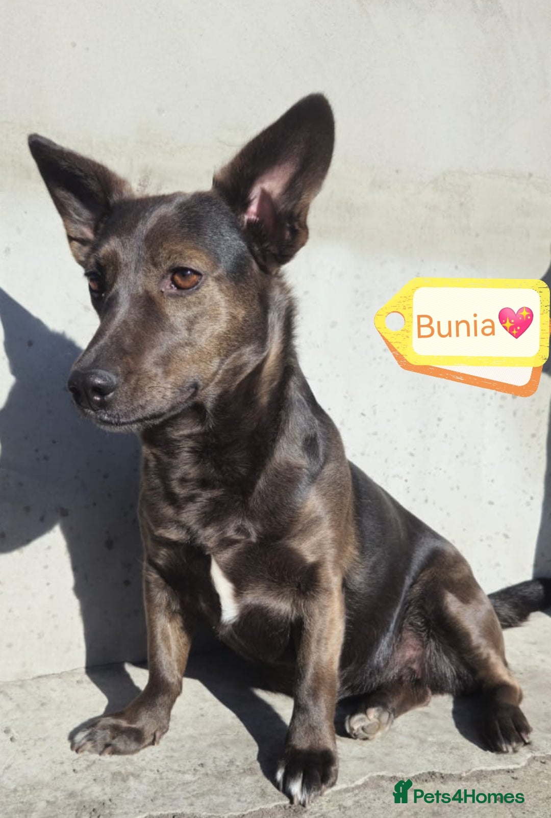 Mixed Breed dogs for adoption: 💖🐶 BUNIA 🐶💖 - Image 2