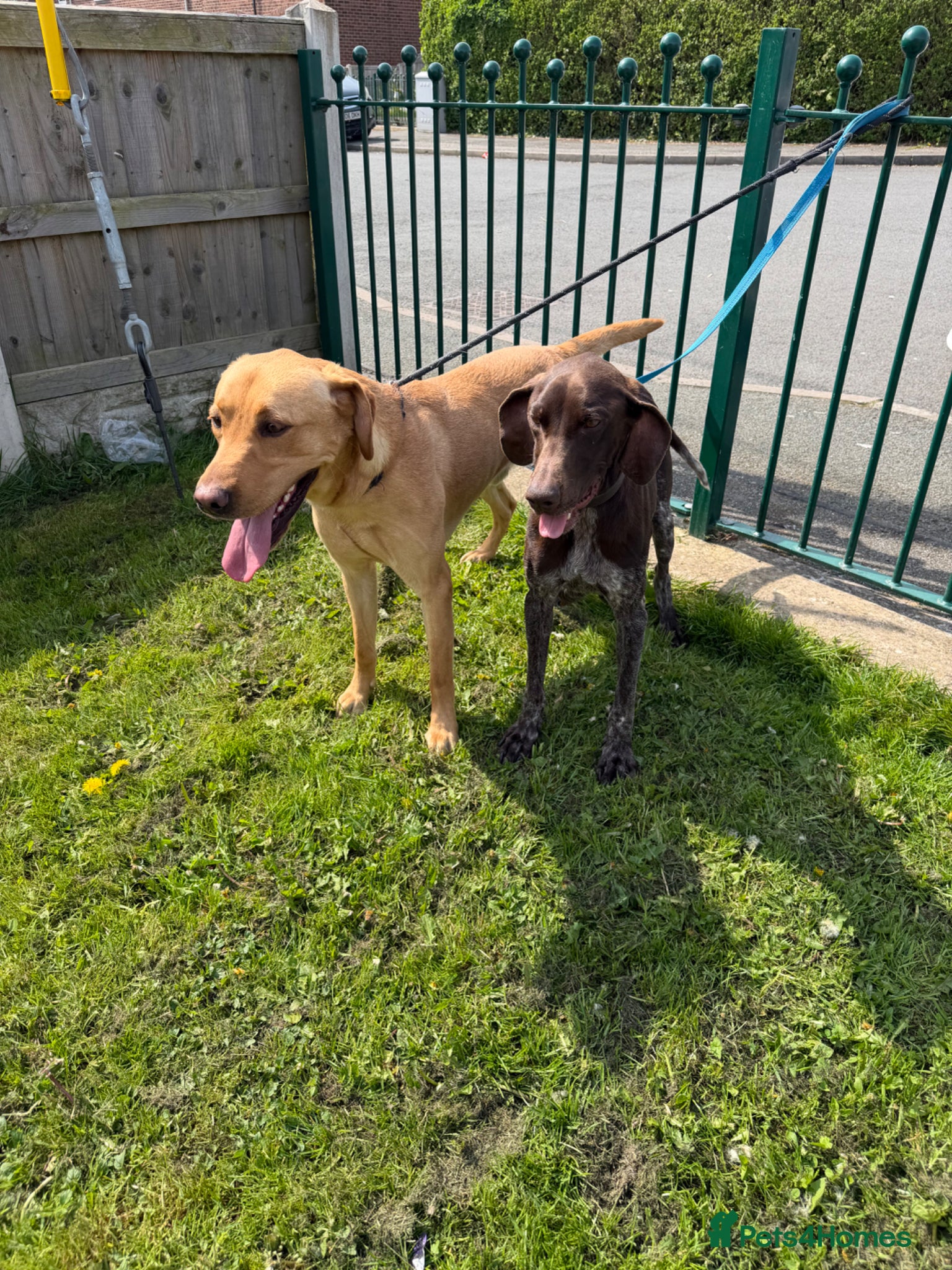 Mixed Breed dogs for sale: Pointador pups - Advert 1