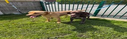 Mixed Breed dogs for sale: Pointador pups - Advert 1