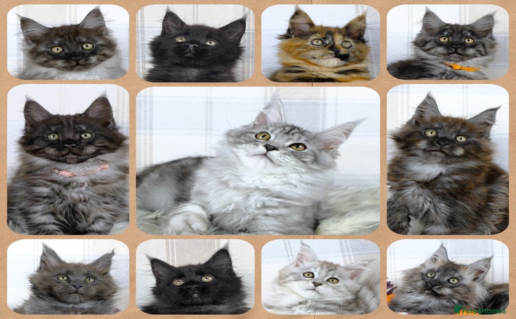 Maine Coon cats - Advert 1