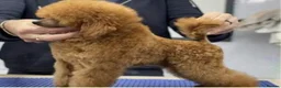 Toy Poodle dogs for sale: KC Toy poodles - Advert 3