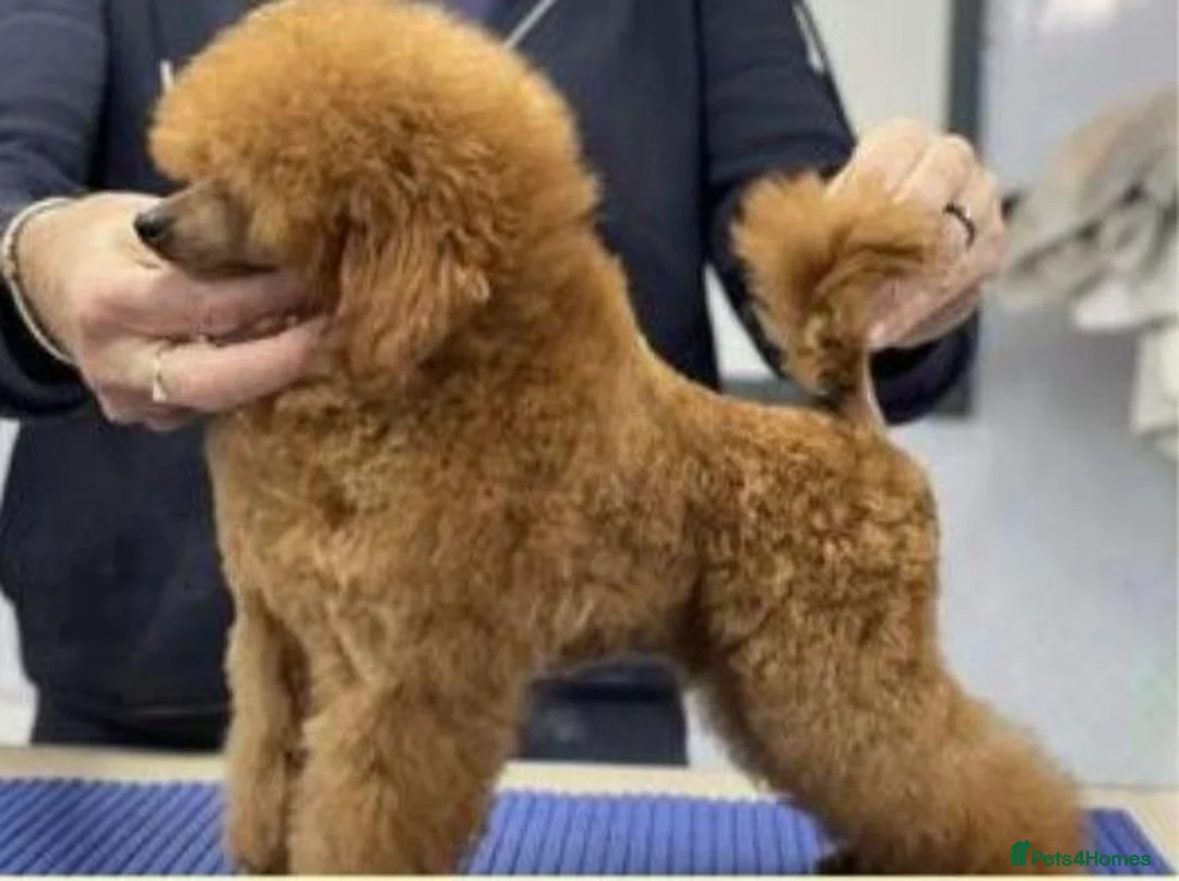 Toy Poodle dogs for sale: KC Toy poodles - Advert 3