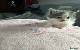 Mixed Breed cats for sale: Fluffy kittens ready soon  - Image 22