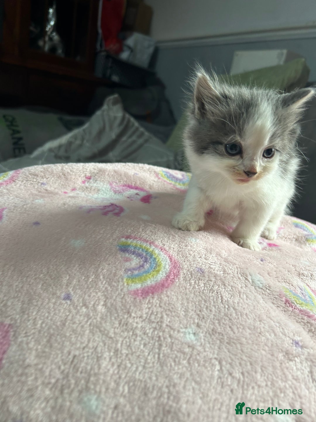 Mixed Breed cats for sale: Fluffy kittens ready soon  - Image 22