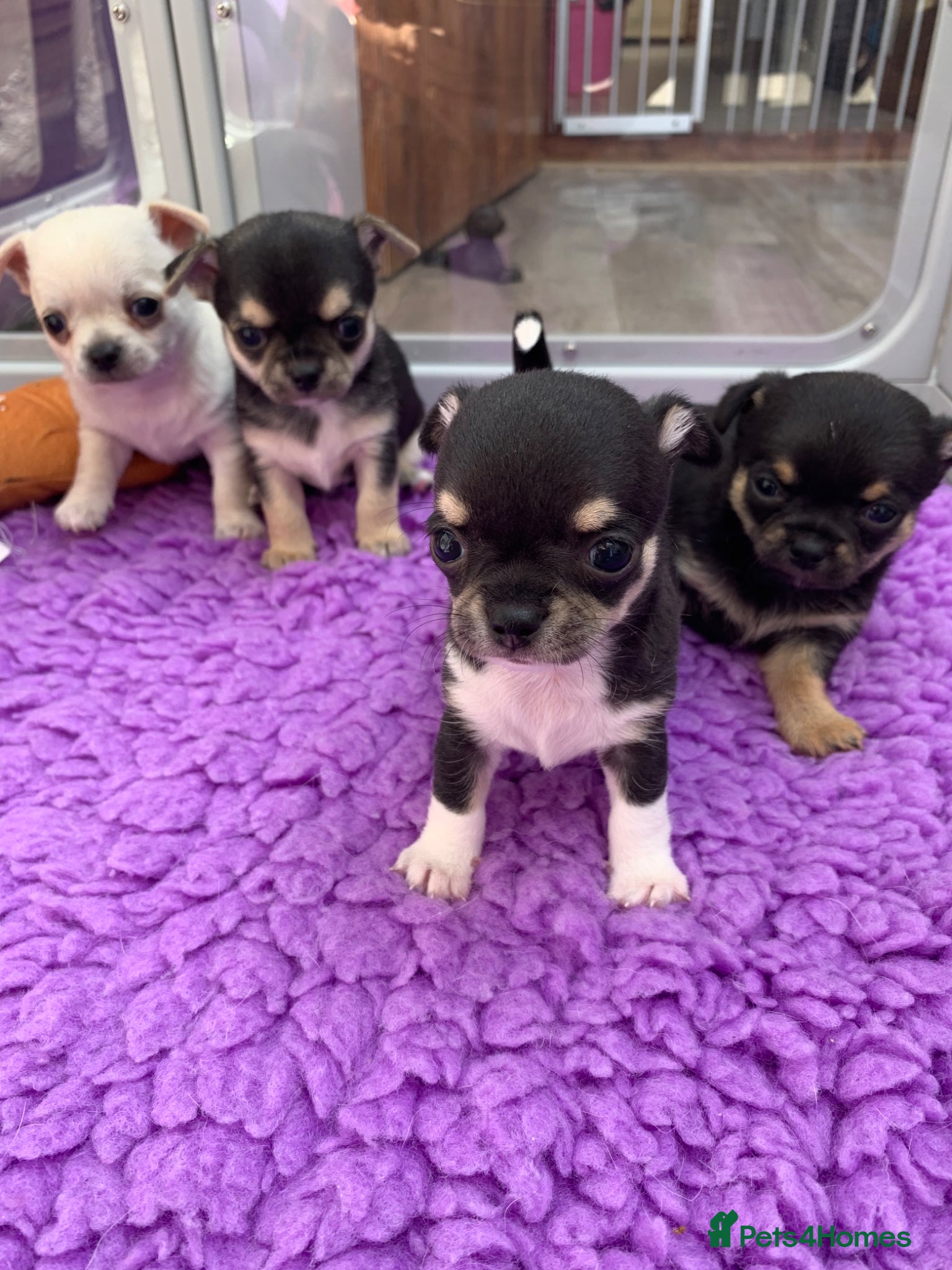 Chihuahua dogs 5* LICENSED GORGEOUS💕 KC CHIHUAHUA LITTER - Advert 2