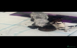 Cocker Spaniel dogs for sale: 2 YEAR OLD KC REG SHOW-COCKER SPANIAL BITCH  - Image 6