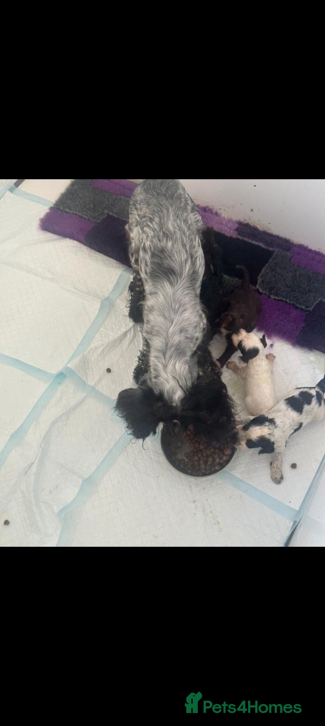 Cocker Spaniel dogs for sale: 2 YEAR OLD KC REG SHOW-COCKER SPANIAL BITCH  - Image 6