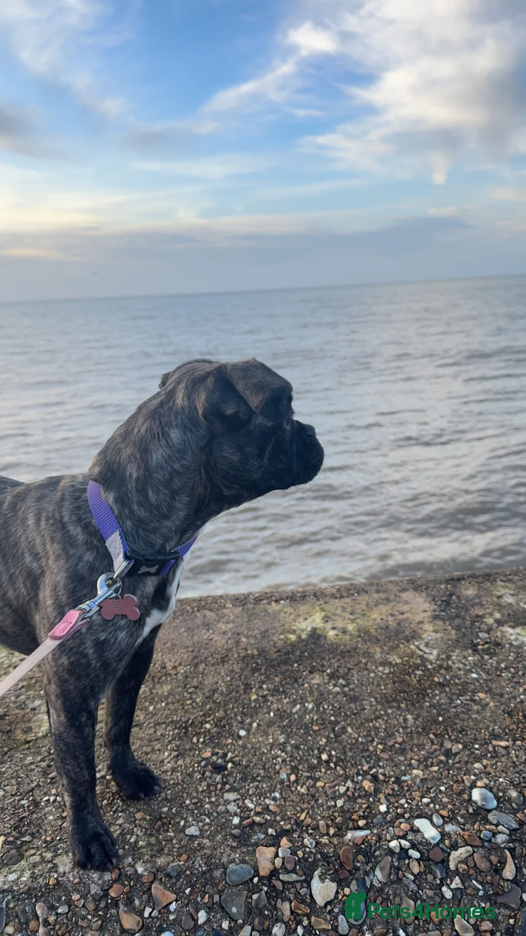 Mixed Breed dogs for sale: Muffin , Jug x Frenchie - Advert 2