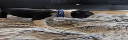 Boston Terrier dogs for sale: Boston Terrier Puppies  in Port Talbot - Advert 23