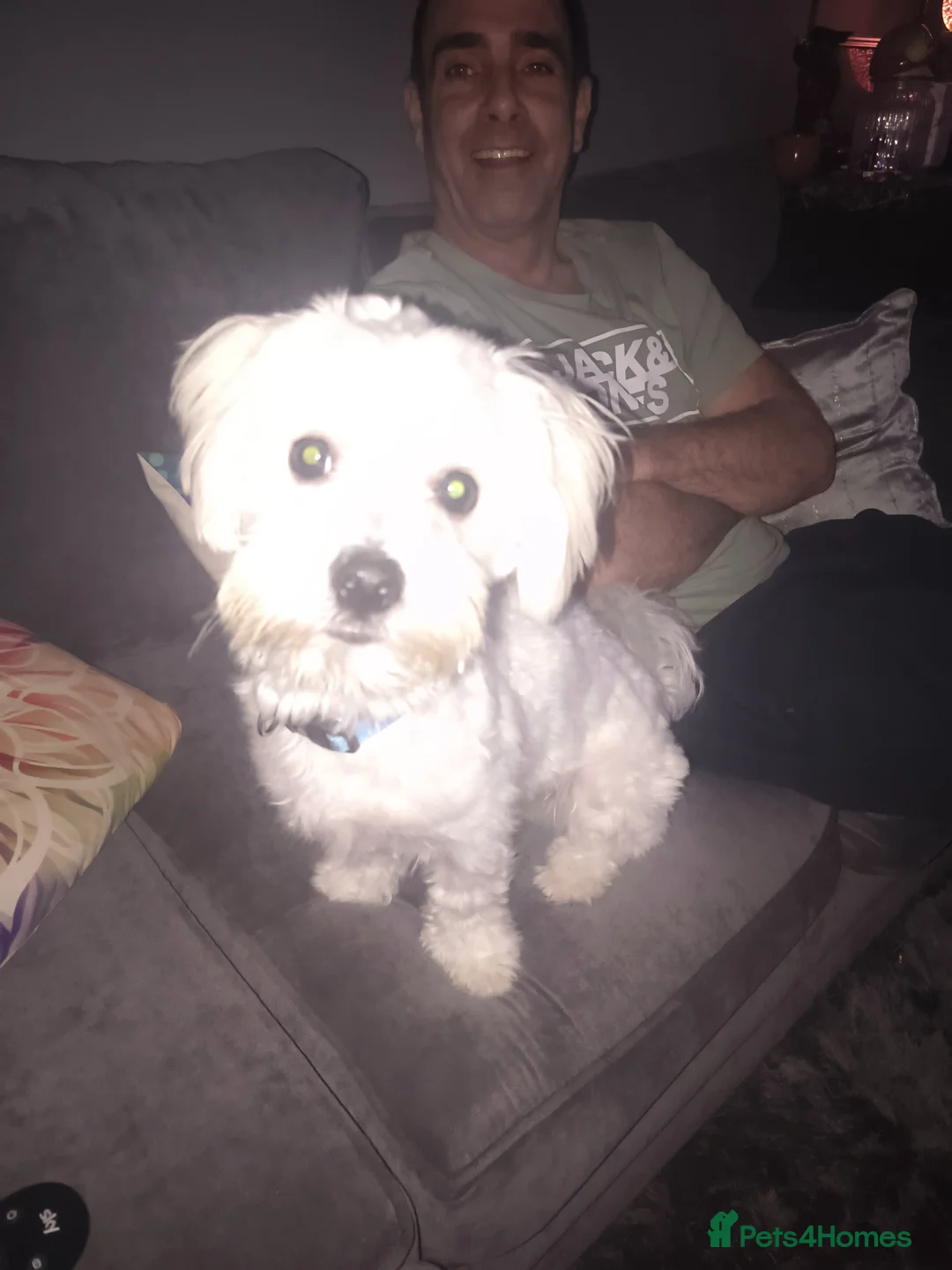 Maltese dogs for stud: Maltichon for stud  in Prestatyn - Advert 3