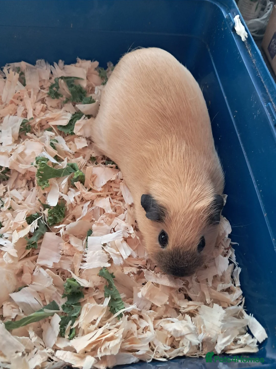 Guinea Pig rodents for sale: CALIFORNIAN SISTERS - Advert 2