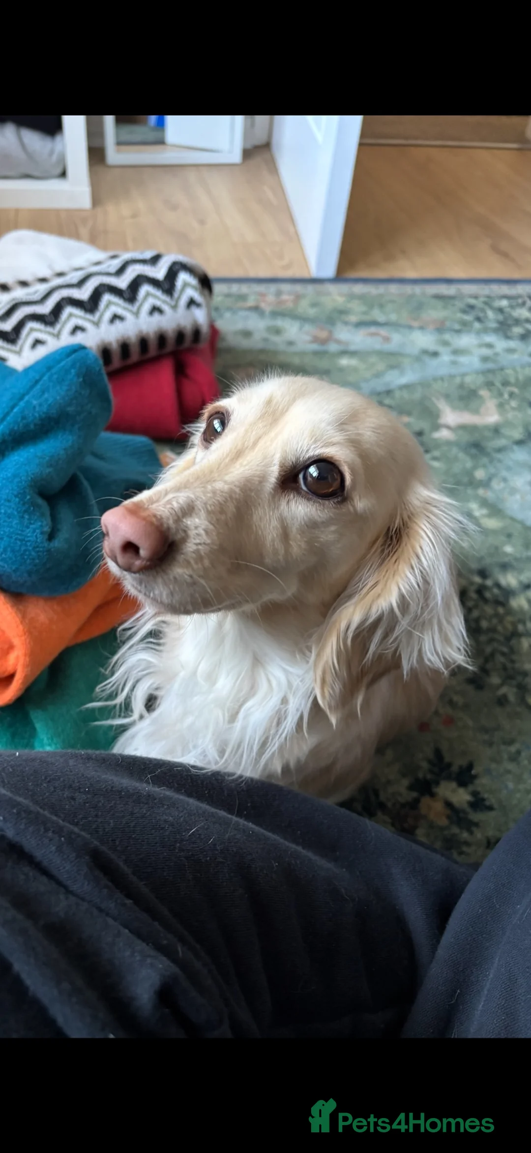 Miniature Dachshund dogs for sale: Cream Dachshunds  - Advert 3