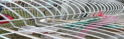 Finches birds for sale: 2 young finches (with cage).  in Bradford - Advert 3