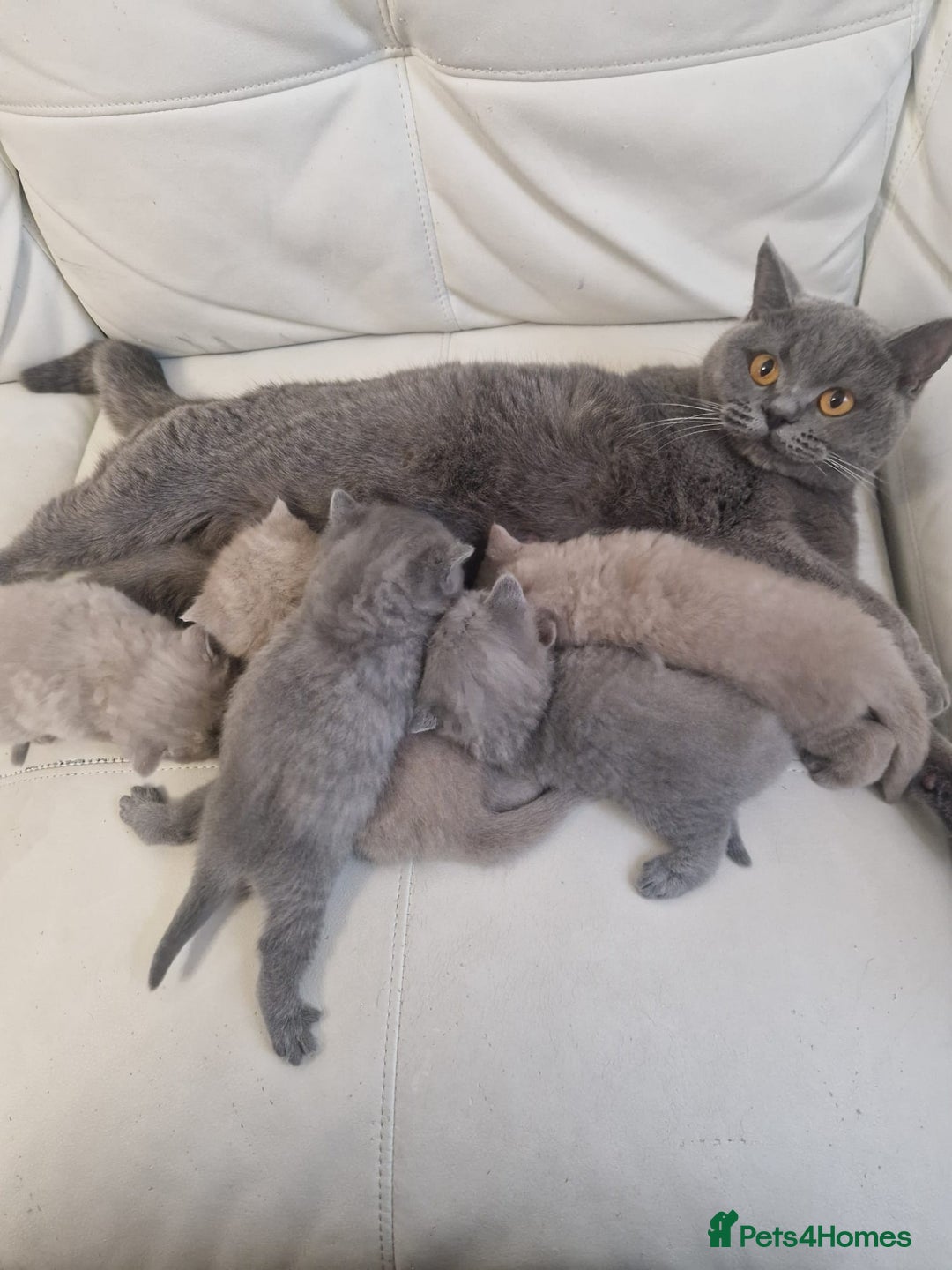 British Shorthair cats for sale: British Shorthair Kittens Blue and Lilac. - Advert 1
