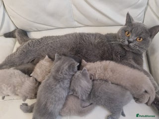 British Shorthair cats British Shorthair Kittens Blue and Lilac. - Advert 1