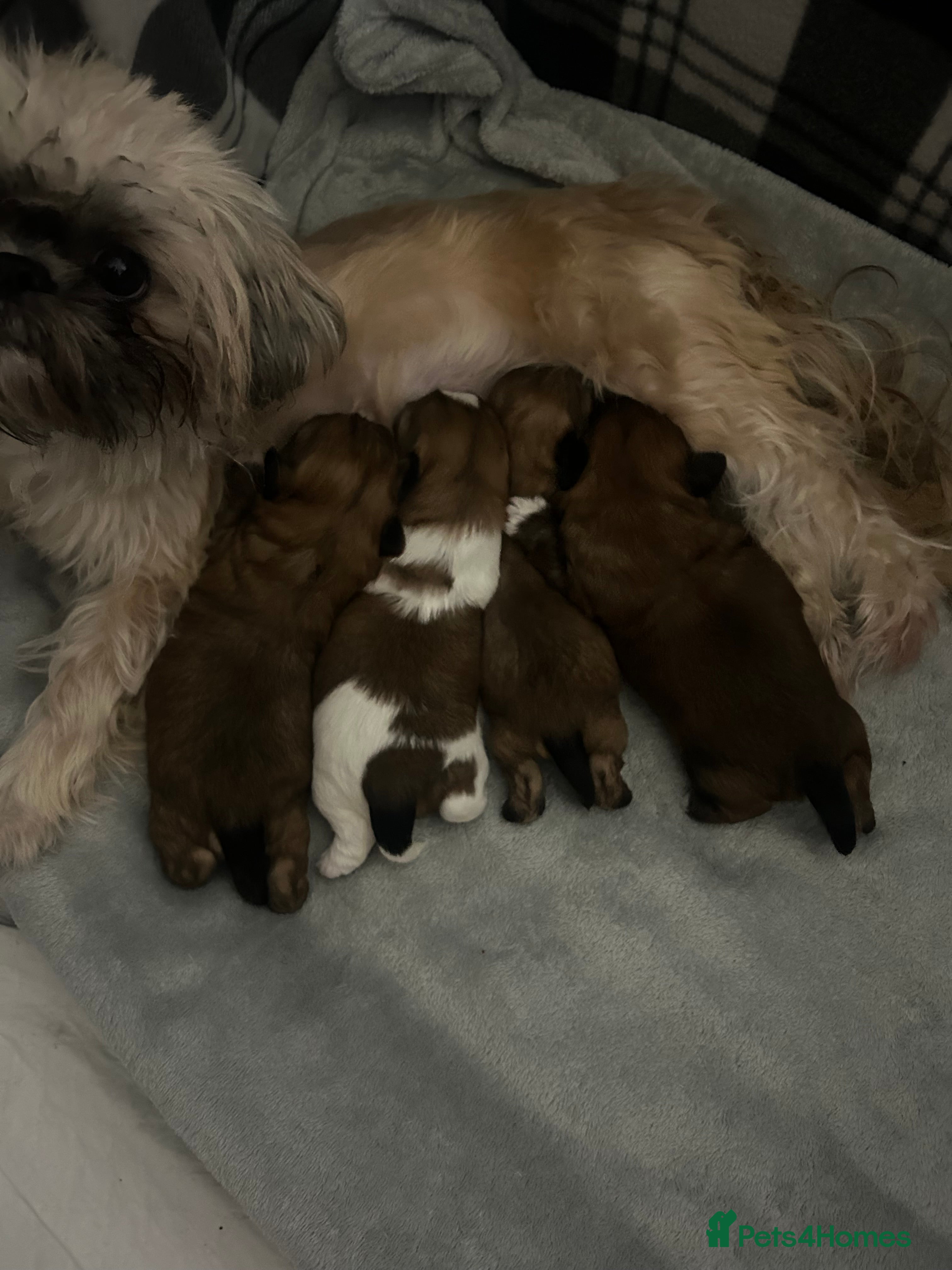 Shih Tzu dogs 2 boys 2 girls gorgeous shih tzus - Advert 10