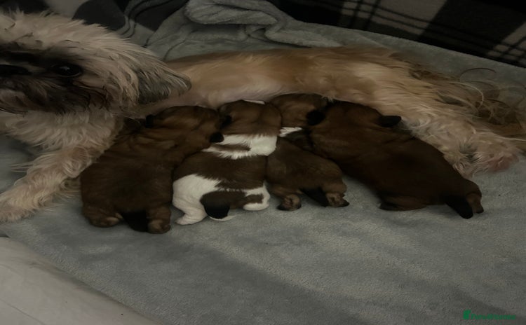 Shih Tzu dogs 2 boys 2 girls gorgeous shih tzus - Advert 1