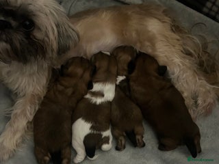 Shih Tzu dogs 2 boys 2 girls gorgeous shih tzus - Advert 1