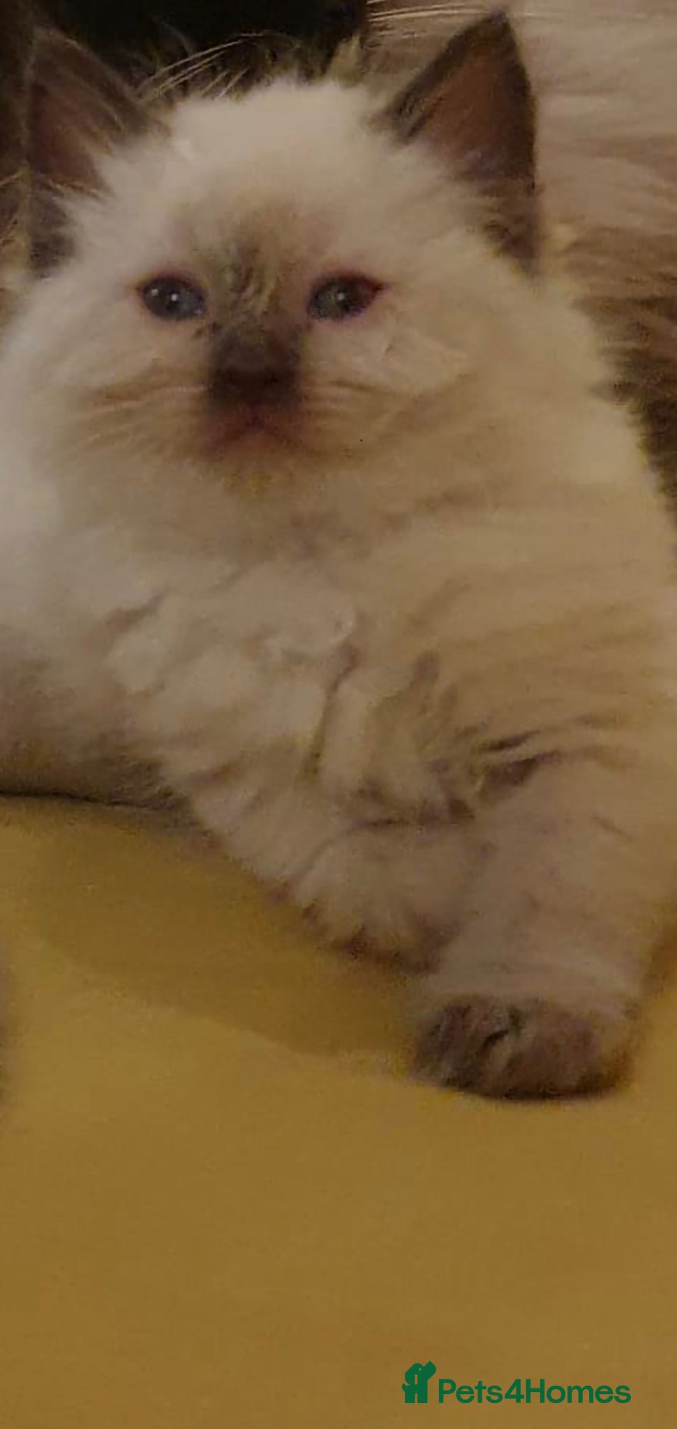 Ragdoll cats Last ragdoll girl available ❤️ - Advert 18