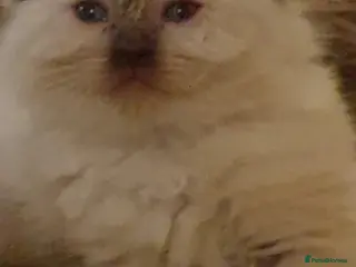 Ragdoll cats Last ragdoll girl available ❤️ - Advert 18