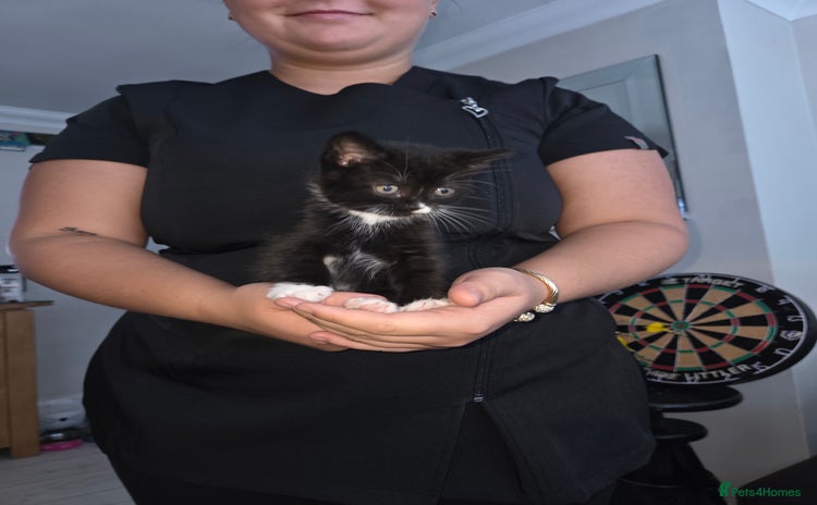 Mixed Breed cats - Advert 4
