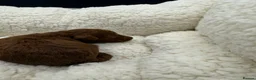 Toy Poodle dogs for sale: Asian Toy Poodle 🐩  - Advert 7