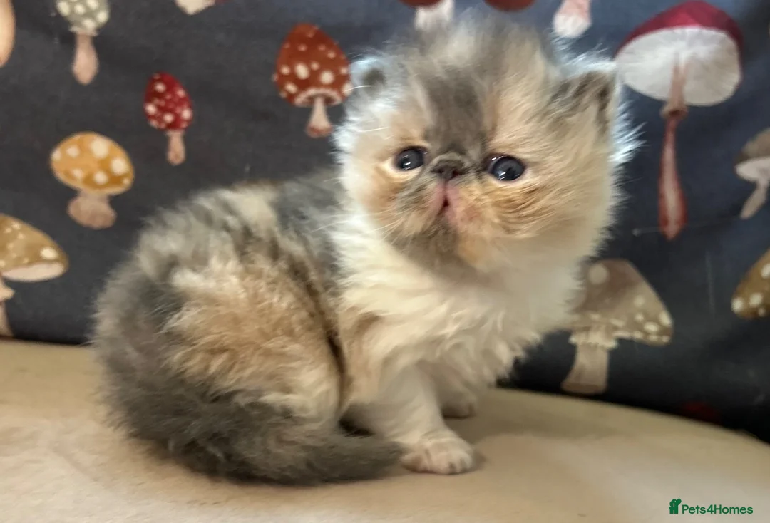 Persian cats for sale: Pure Persian kittens - Advert 2
