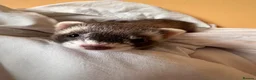 Ferret rodents for sale: Spike - Micro Ferret in Nuneaton - Advert 3
