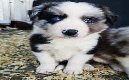 Border Collie dogs for sale: Stunning Fluffy Border Collies Puppies for Sale - Image 28