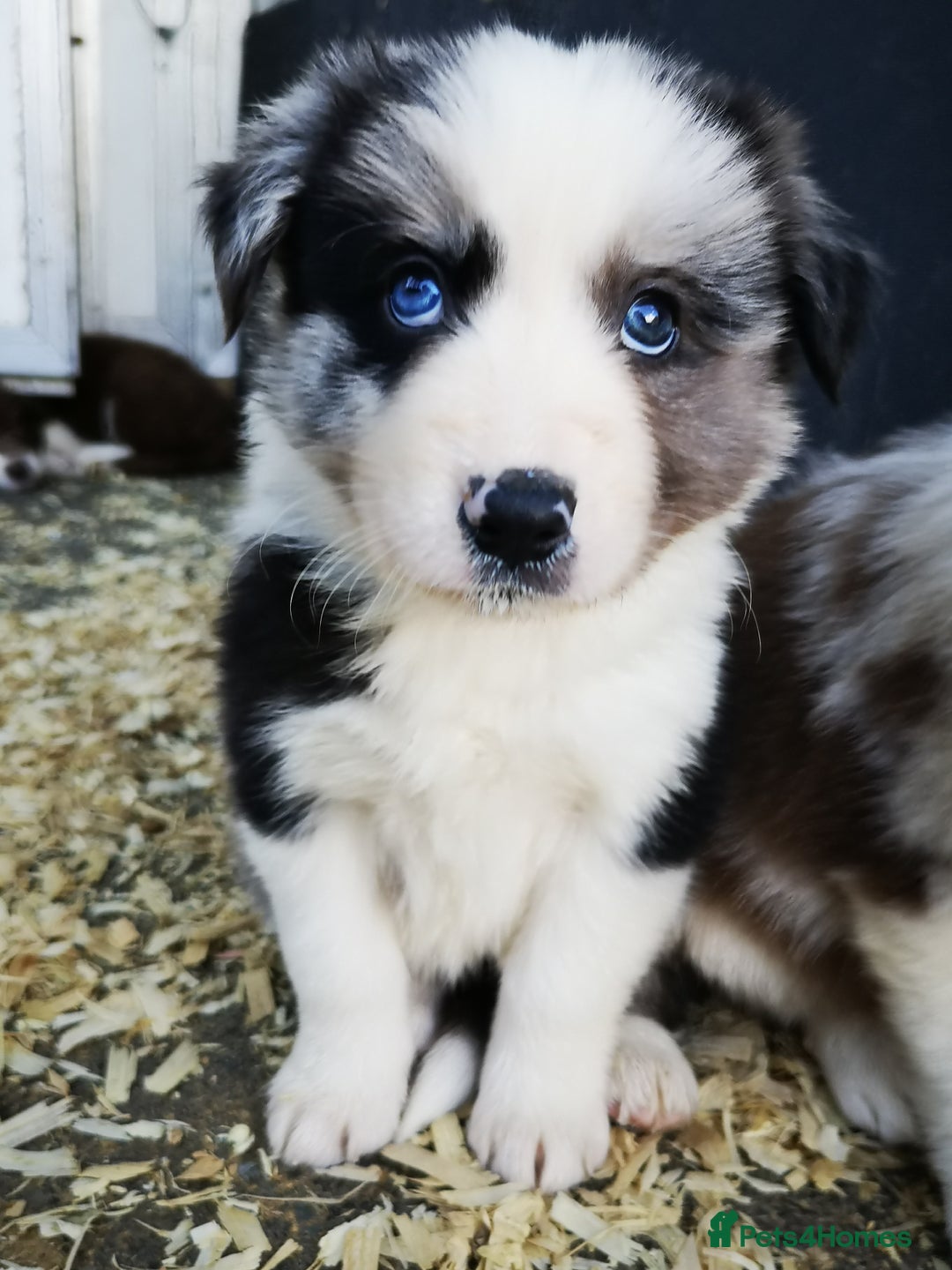 Border Collie dogs for sale: Stunning Fluffy Border Collies Puppies for Sale - Image 28