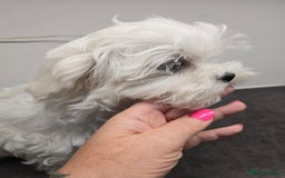 Maltese dogs for sale: 50%KOREAN KC Little Girl  - Image 6