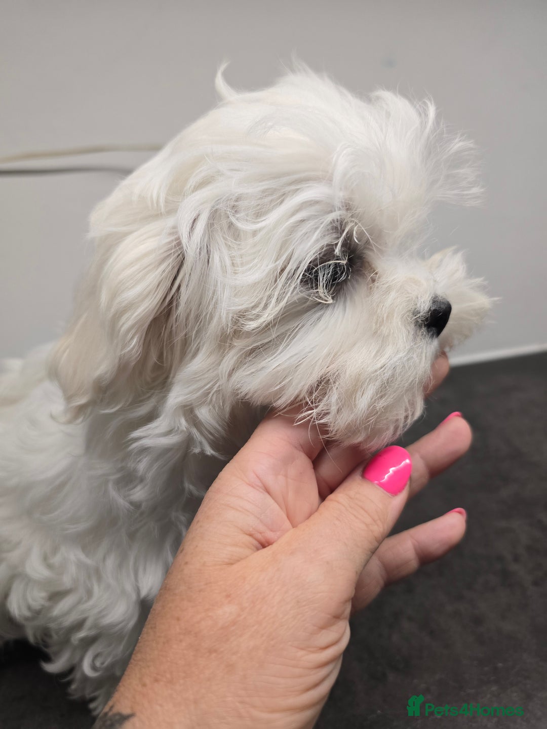 Maltese dogs for sale: 50%KOREAN KC Little Girl  - Image 6