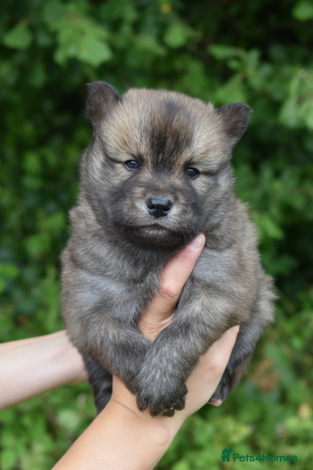 Siberian Husky dogs for sale: Beautiful Chowski puppies  - Image 11