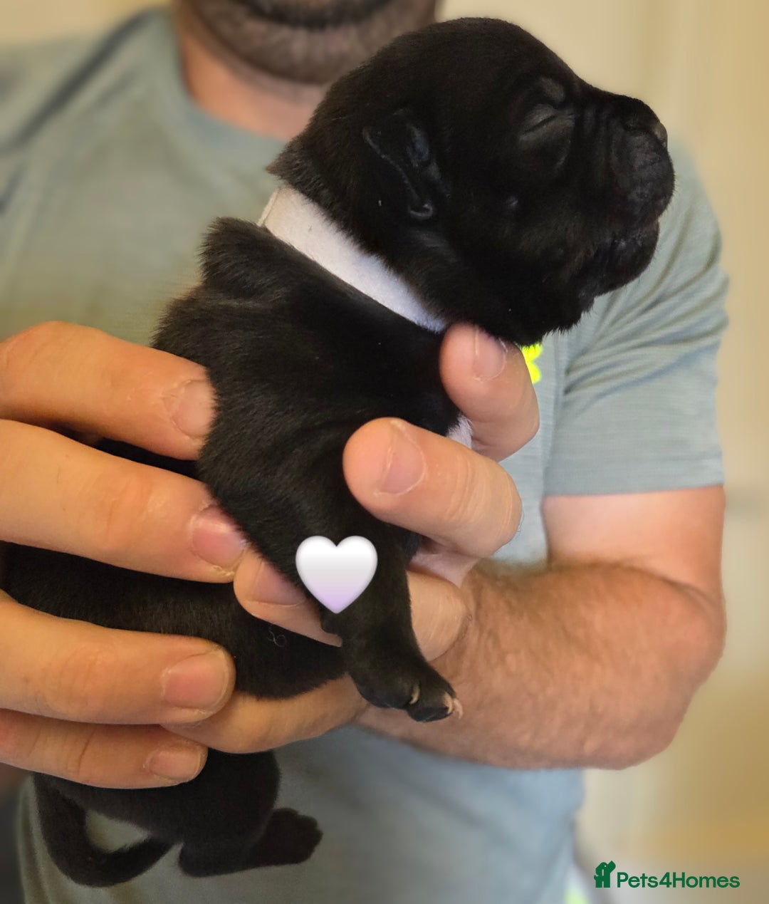 Staffordshire Bull Terrier dogs for sale: Beautiful Staffy Puppies (Blue and Black) - Image 12