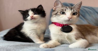 Mixed Breed cats - Advert 10