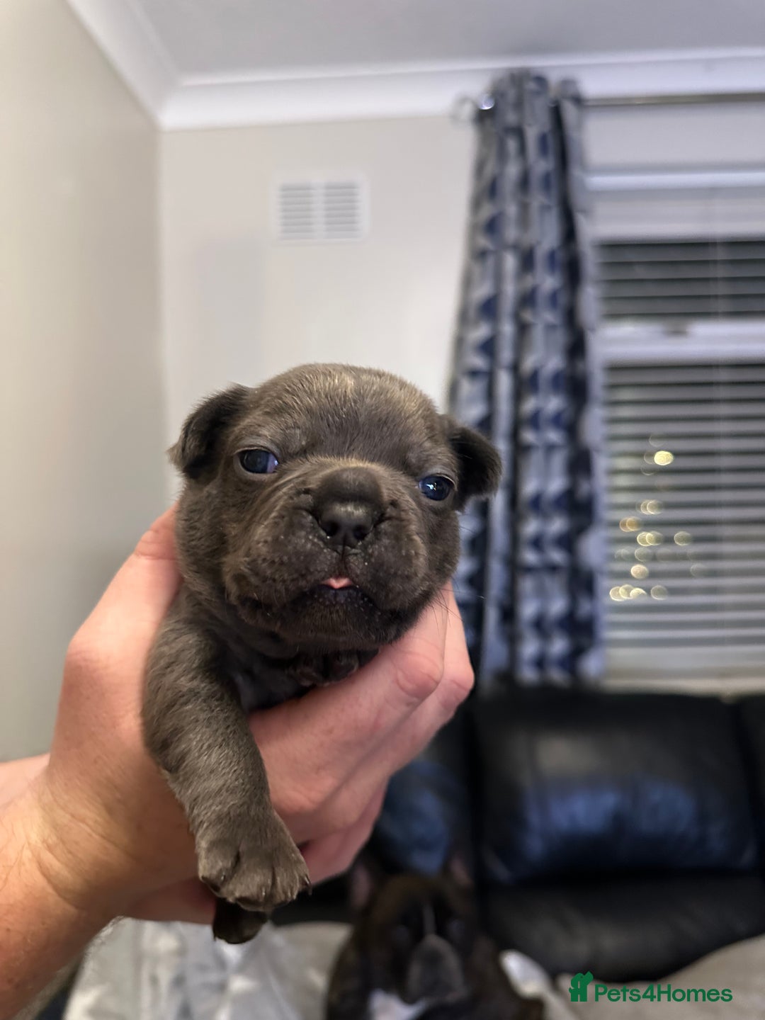 French Bulldog dogs for sale: 5 Beautiful French Bulldog Puppies - Advert 20