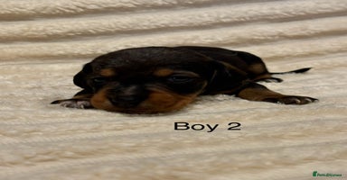 Dachshund dogs - Advert 12