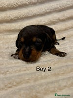 Dachshund dogs - Advert 12
